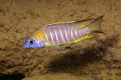 Lethrinops sp. 'nyassae' Nkhata Bay